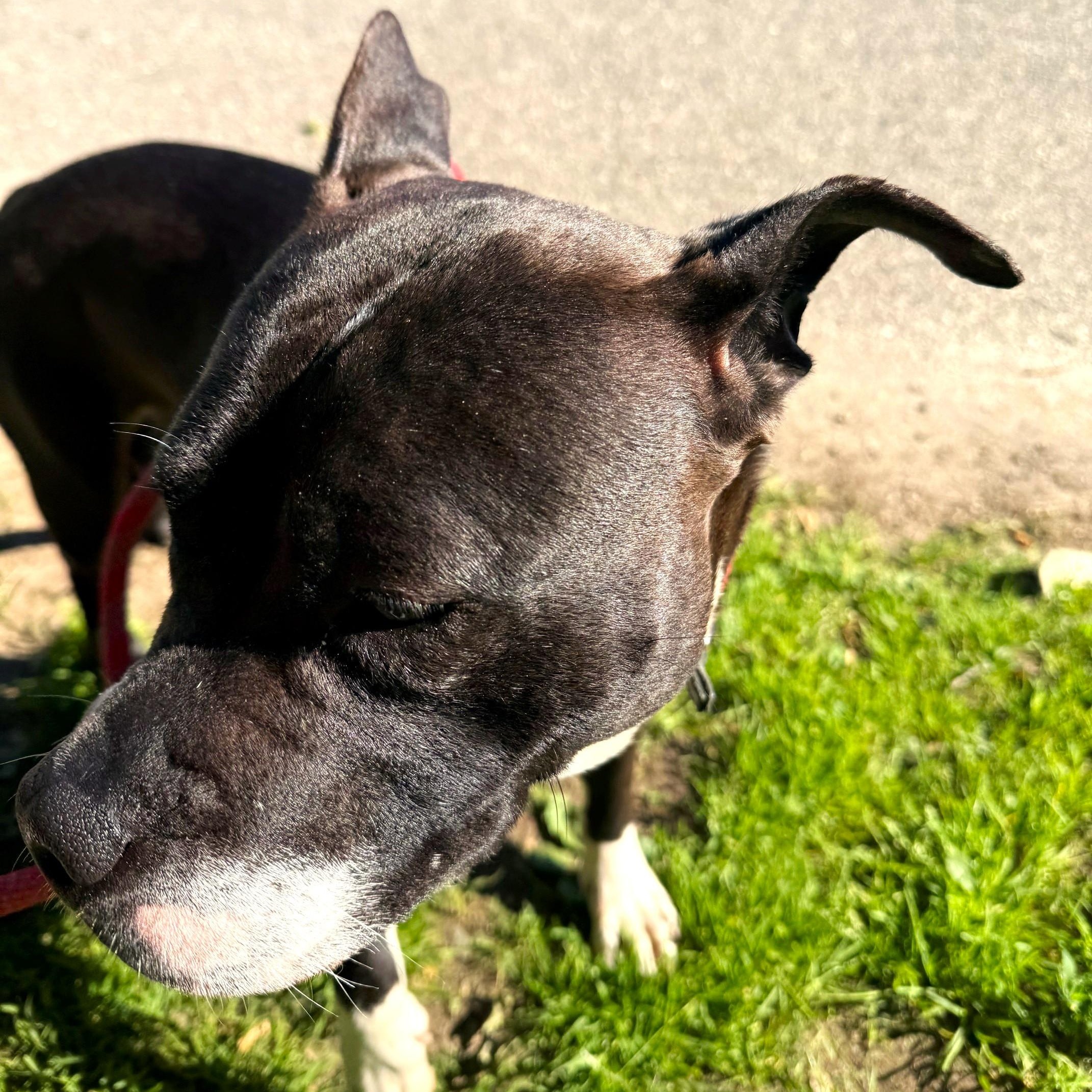 Faye, adopted, Adult Female Mixed Breed.