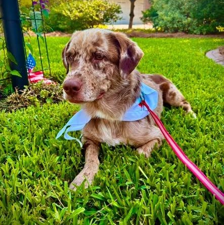 Enlarge Birdie, a ADOPTABLE mixed breed in Calabash, NC image 1/3
