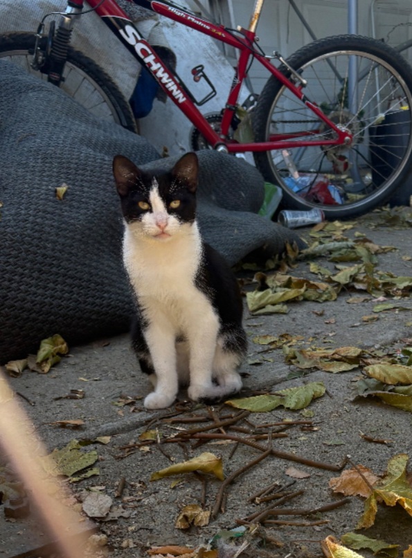 Cat for adoption Mocha, a Snowshoe in El Dorado Hills, CA Petfinder