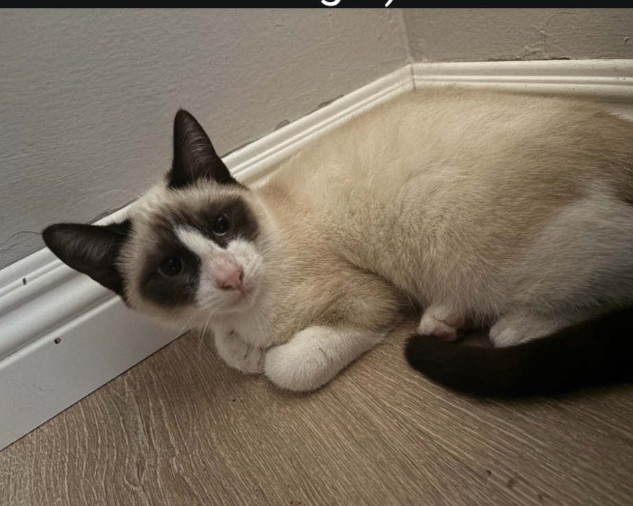 Cat for adoption Mocha, a Snowshoe in El Dorado Hills, CA Petfinder