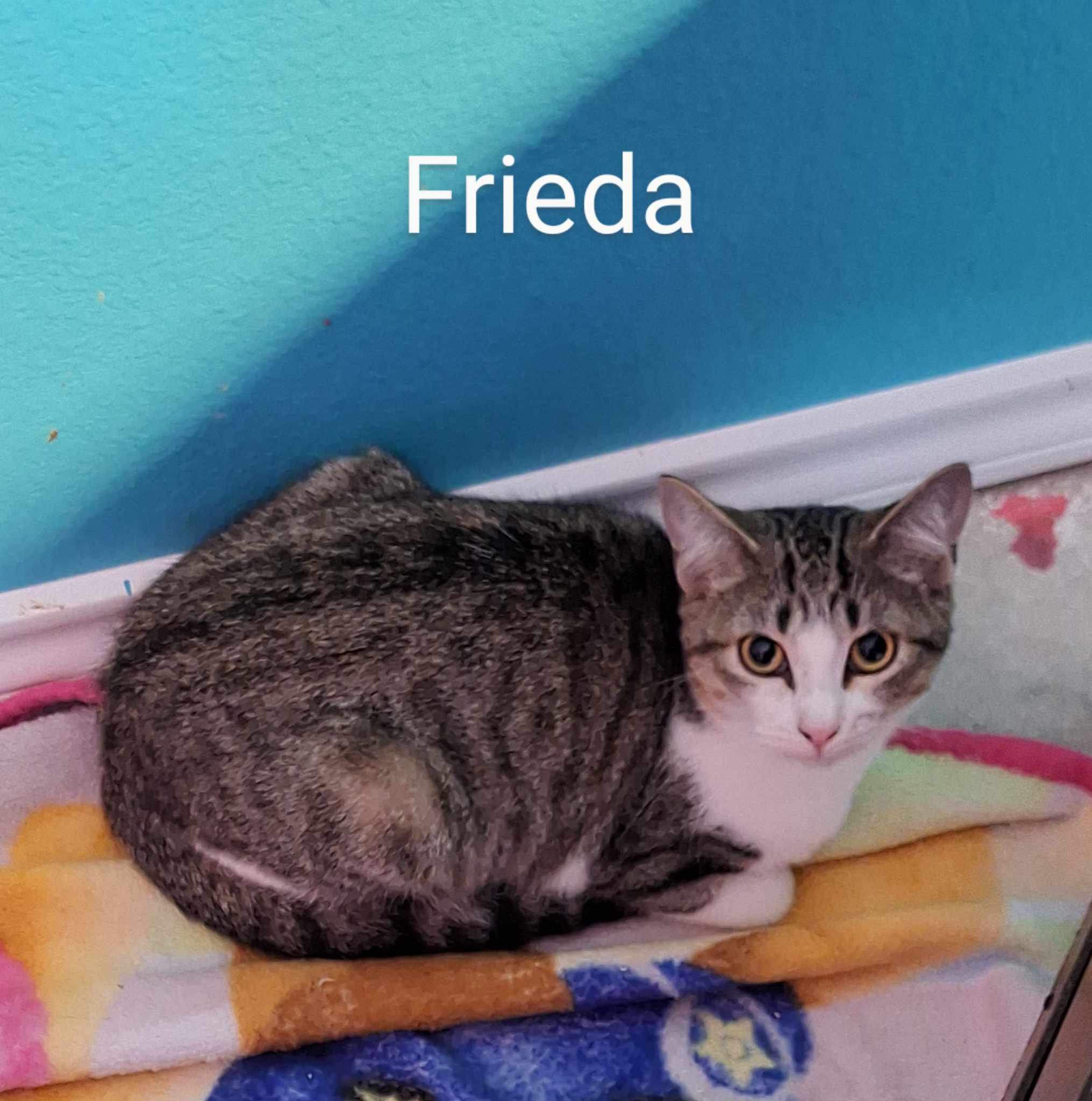 Frieda