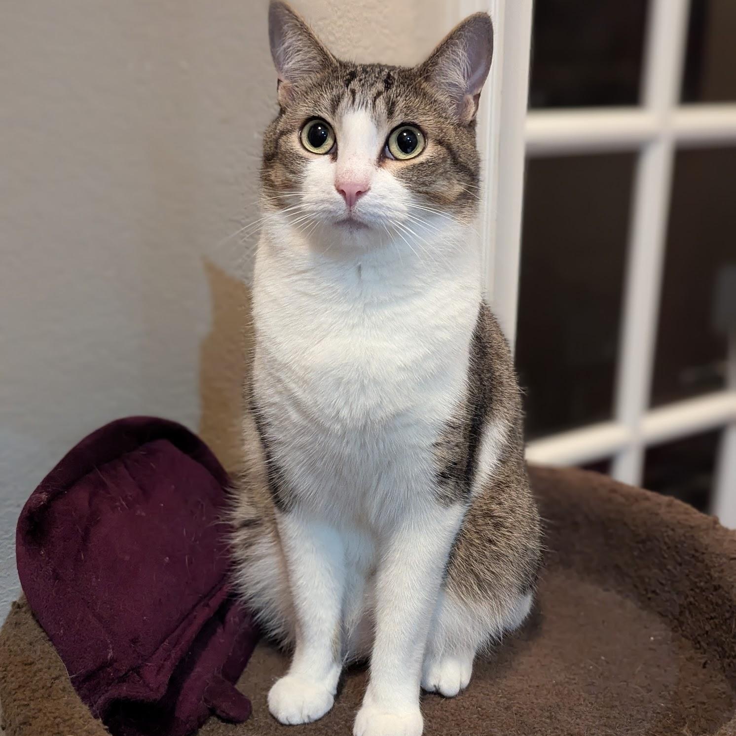 Frieda, Young Female unknown