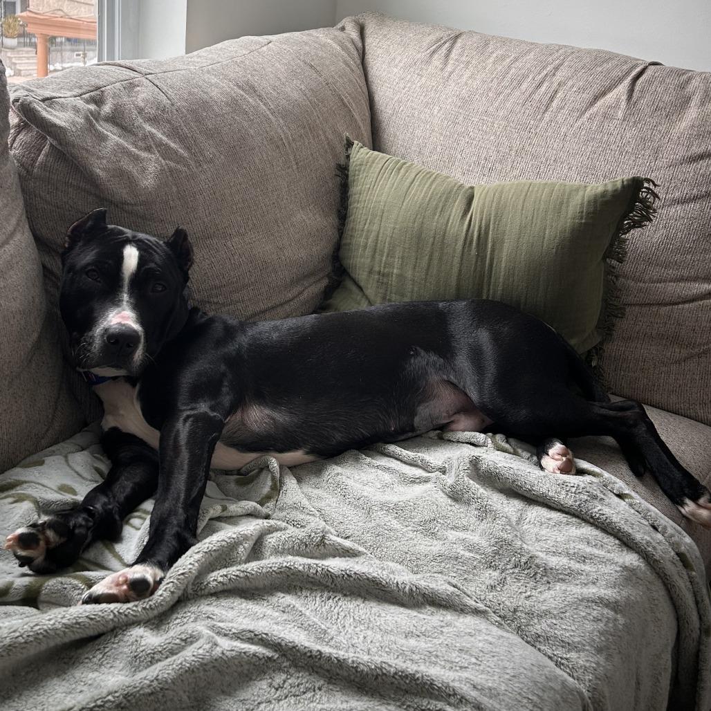 Chilo, Adoptable, Adult Male Mixed Breed.