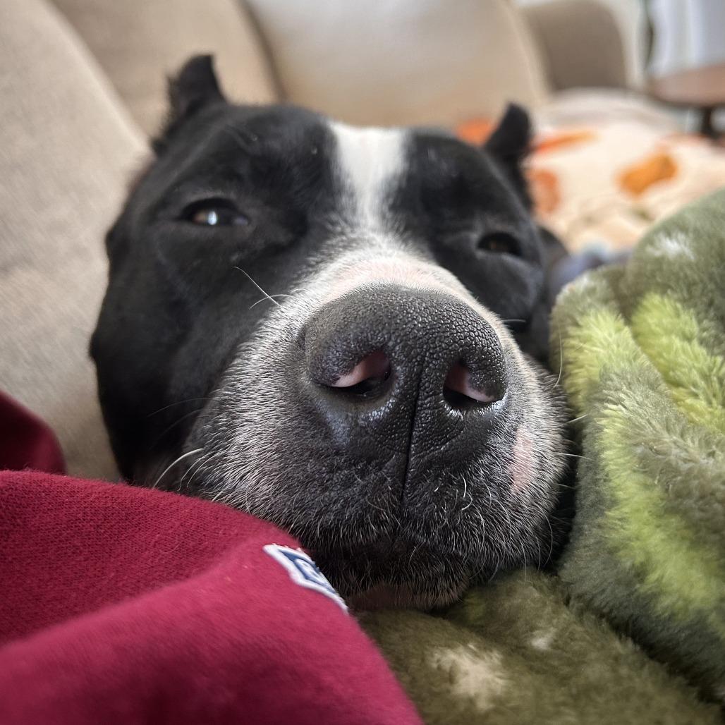 Enlarge Chilo, a Adoptable Mixed Breed in Philadelphia, PA image 2/6