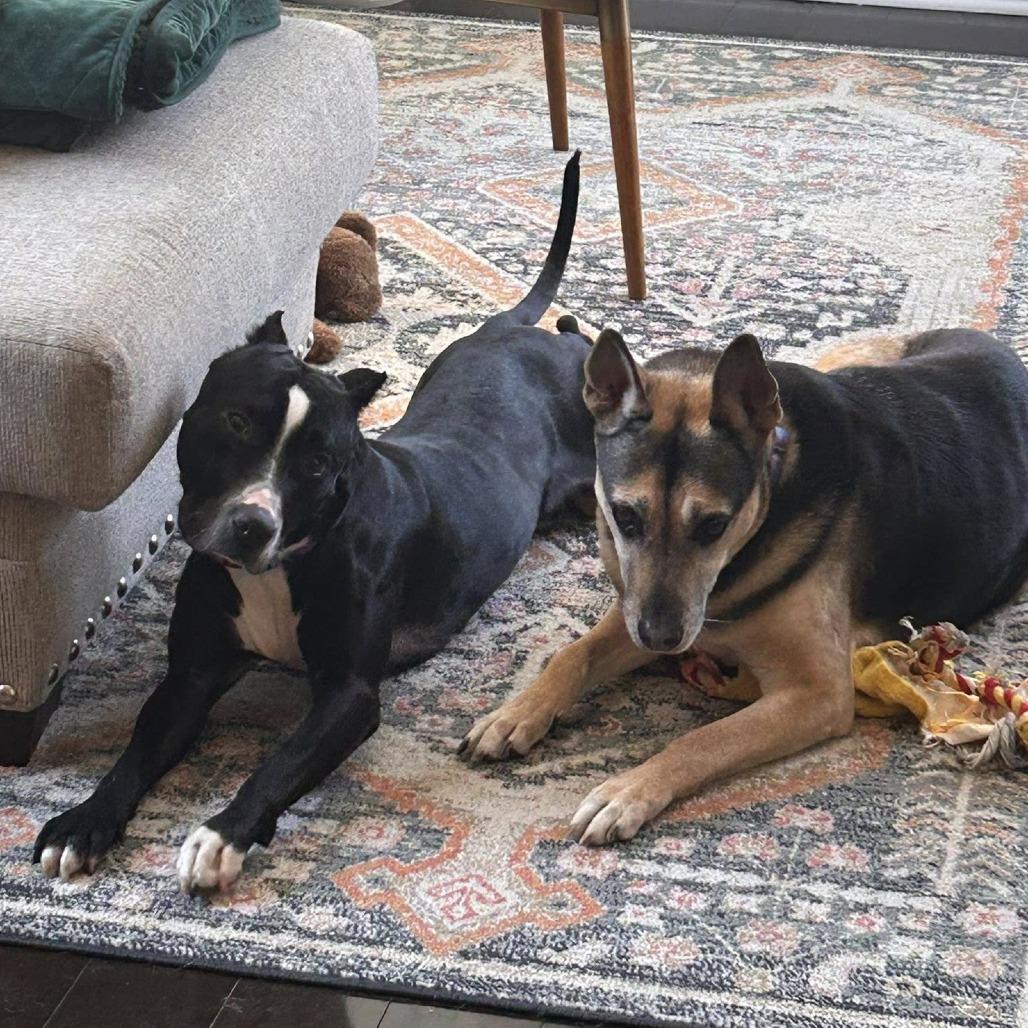 Enlarge Chilo, a Adoptable Mixed Breed in Philadelphia, PA image 3/6