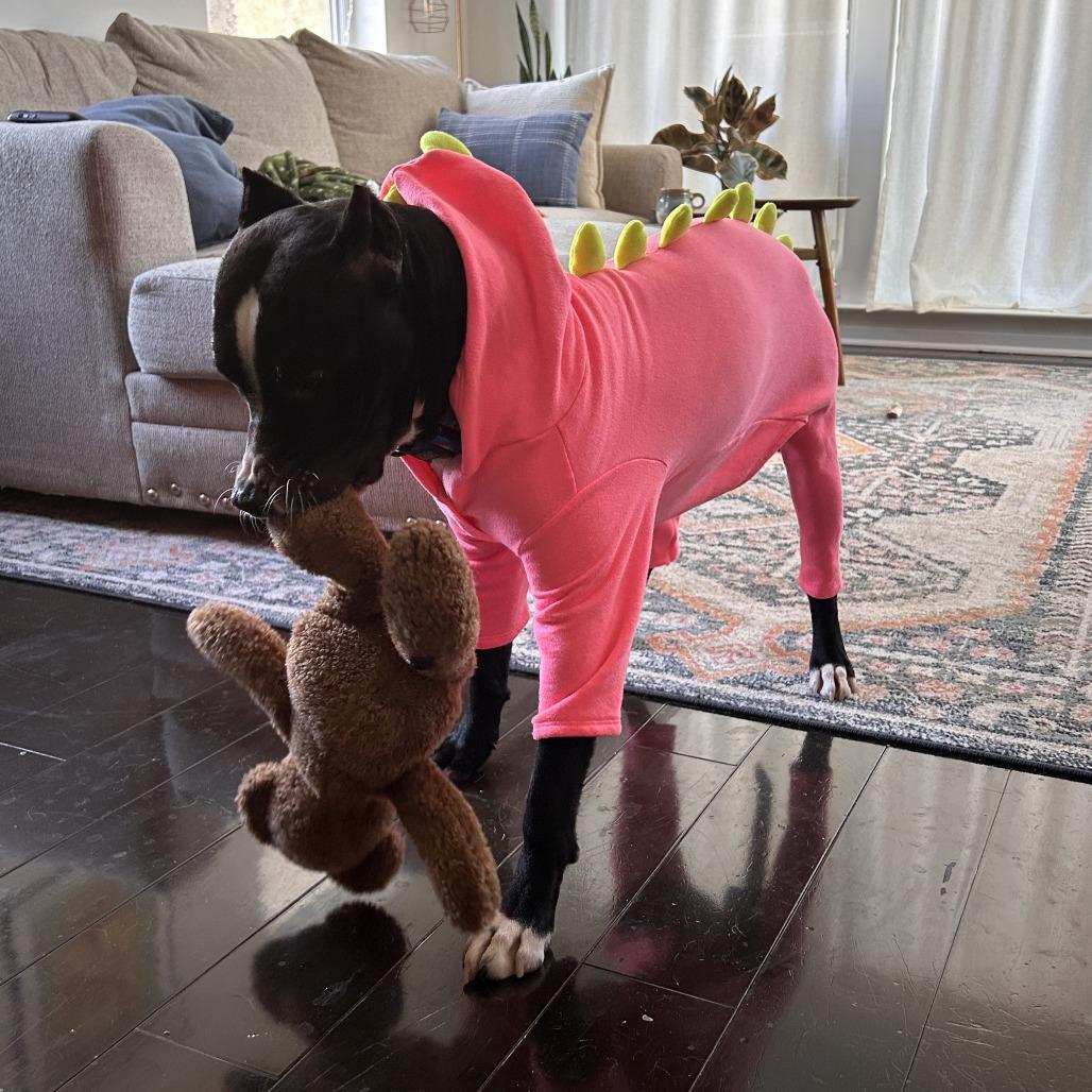 Enlarge Chilo, a Adoptable Mixed Breed in Philadelphia, PA image 5/6