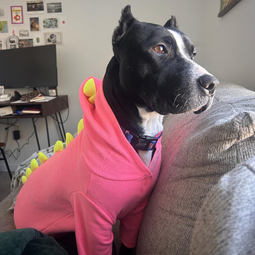 Enlarge Chilo, a Adoptable Mixed Breed in Philadelphia, PA image 6/6