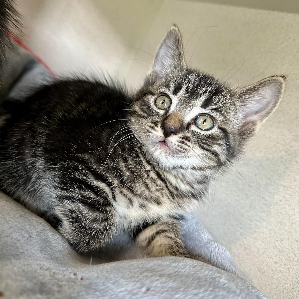 Louise, Adoptable, Kitten Female Domestic Short Hair.