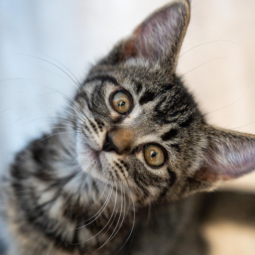Enlarge Louise, a Adoptable Domestic Short Hair in Durango, CO image 2/5