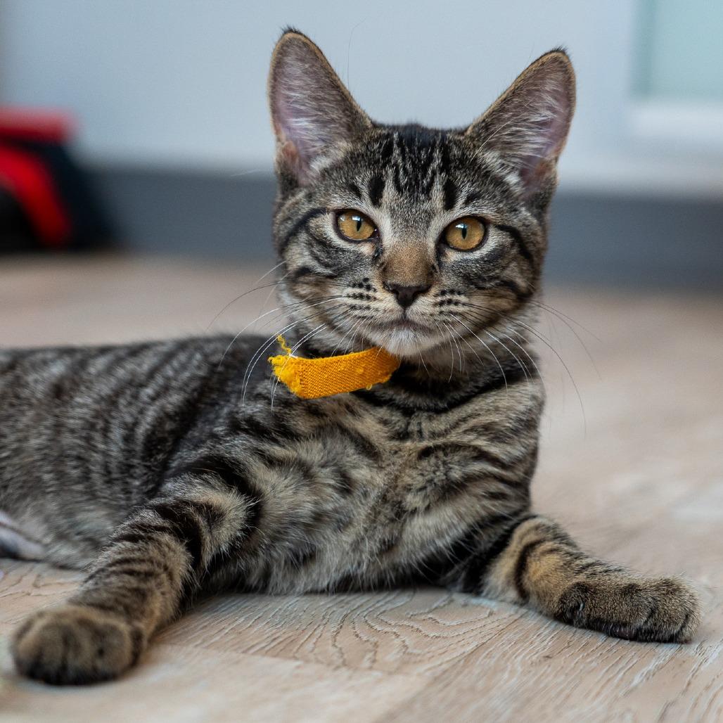 Enlarge Louise, a Adoptable Domestic Short Hair in Durango, CO image 3/5