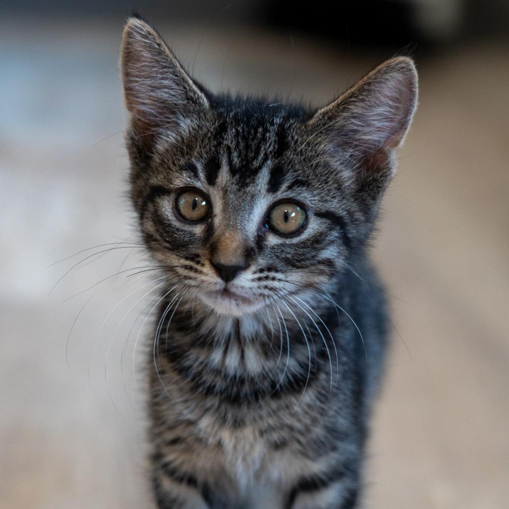 Enlarge Louise, a Adoptable Domestic Short Hair in Durango, CO image 4/5
