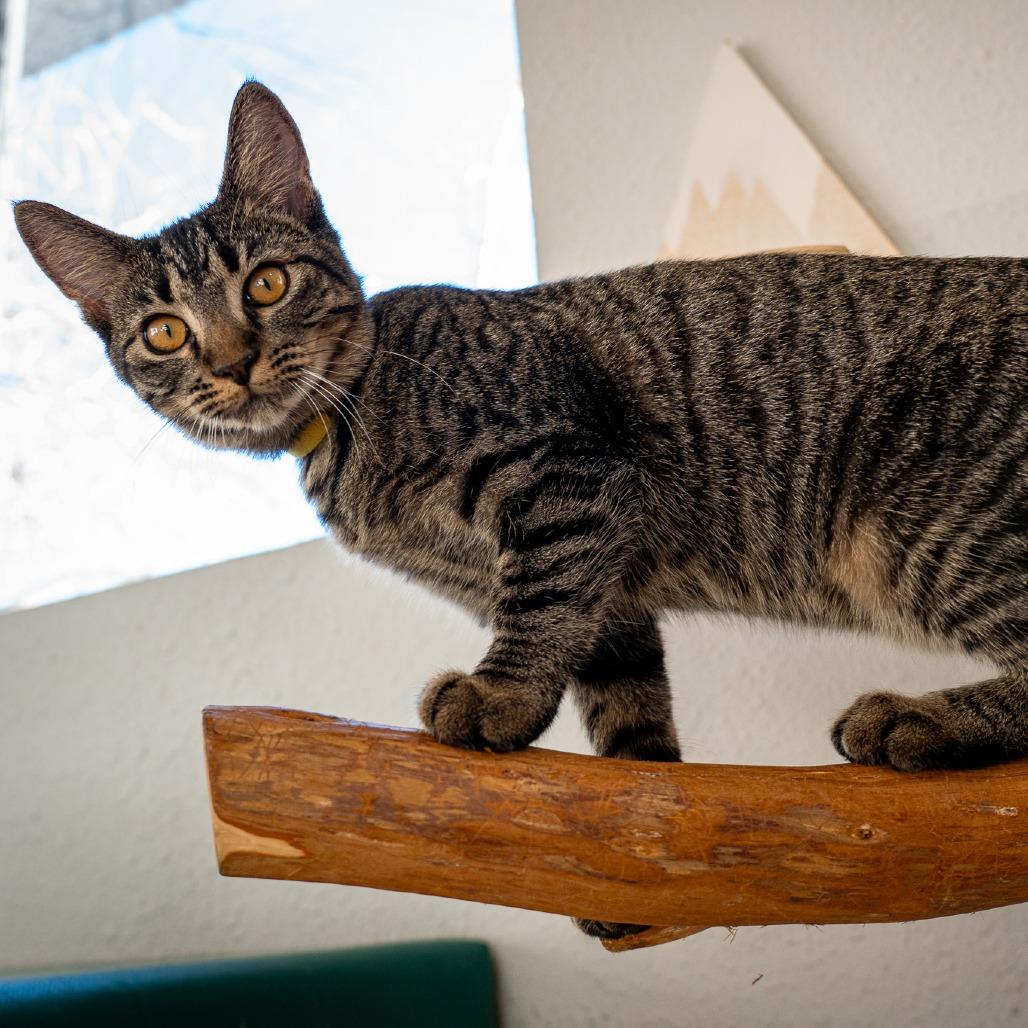 Enlarge Louise, a Adoptable Domestic Short Hair in Durango, CO image 5/5