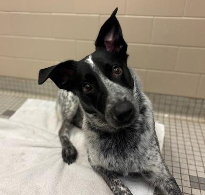 Huey, Adoptable, Puppy Male Cattle Dog & Mixed Breed.