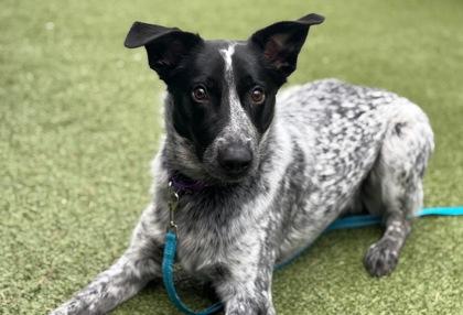 Huey, a Adoptable mixed breed in Bellevue, WA image 2/3