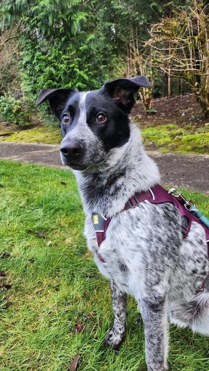 Huey, a Adoptable mixed breed in Bellevue, WA image 1/3