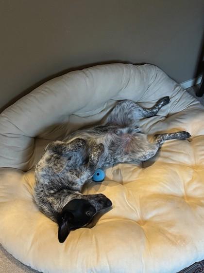 Huey, a Adoptable mixed breed in Bellevue, WA image 3/3