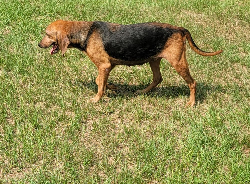 River, Adoptable, Senior Female Hound.