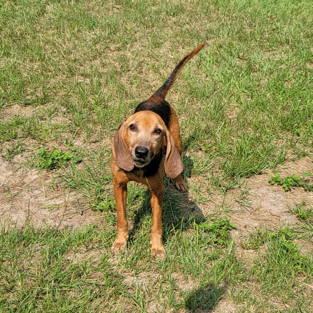 Enlarge River, a Adoptable Hound in Bonifay, FL image 2/3