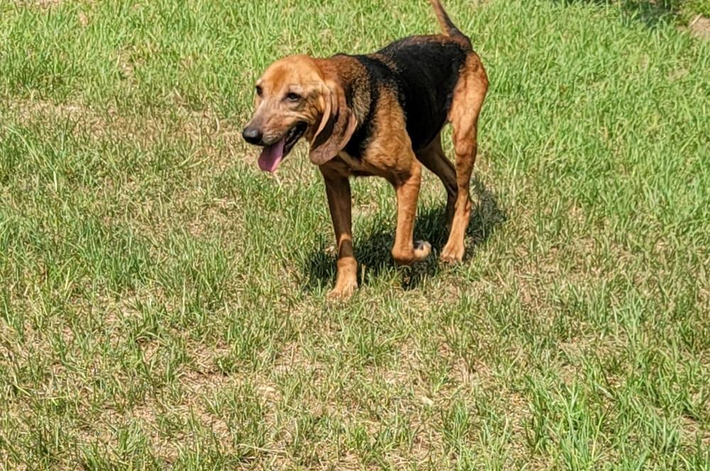 Enlarge River, a Adoptable Hound in Bonifay, FL image 3/3