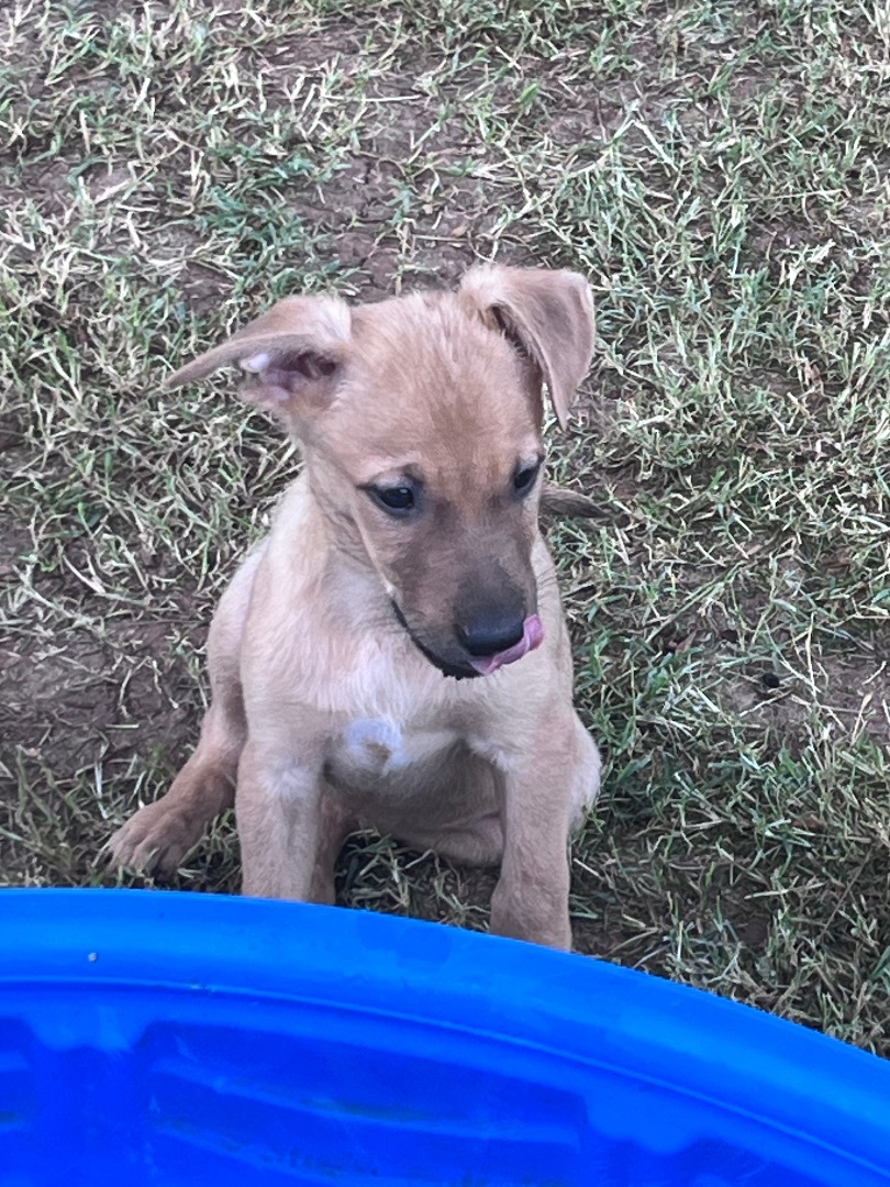 Vail , a Adopted mixed breed in Gilbert, AZ image 1/6