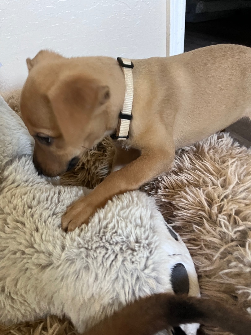 Vail , a Adopted mixed breed in Gilbert, AZ image 2/6