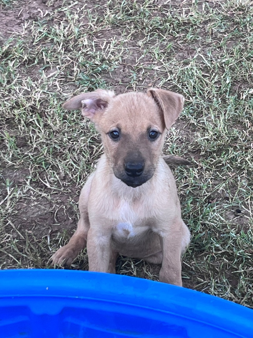 Vail , a Adopted mixed breed in Gilbert, AZ image 3/6