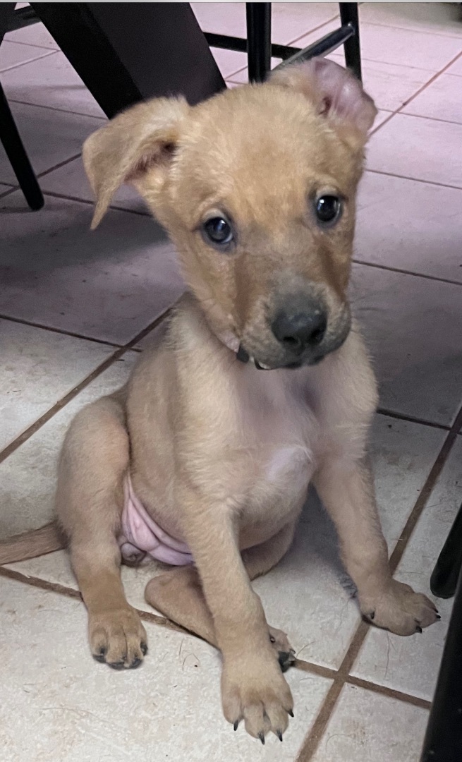 Vail , a Adopted mixed breed in Gilbert, AZ image 4/6