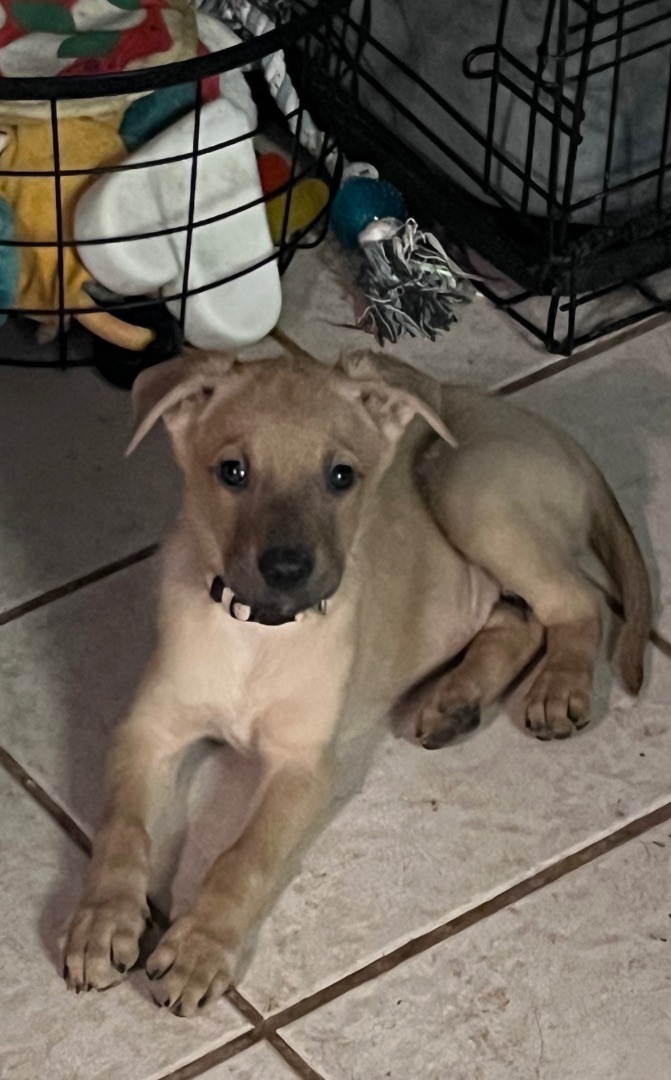 Vail , a Adopted mixed breed in Gilbert, AZ image 5/6