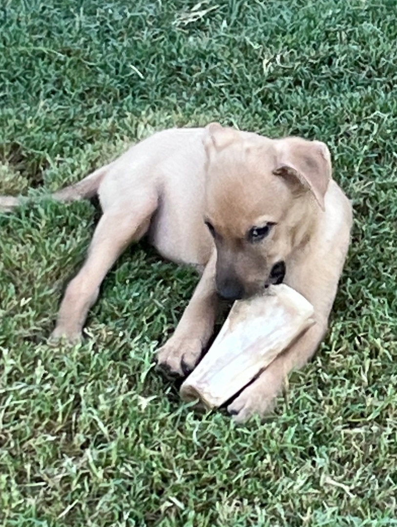 Vail , a Adopted mixed breed in Gilbert, AZ image 6/6