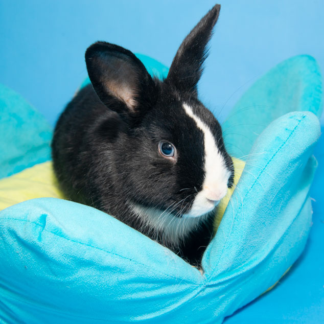 Enlarge Braeburn, a Adoptable mixed breed in Whittaker, MI image 1/5