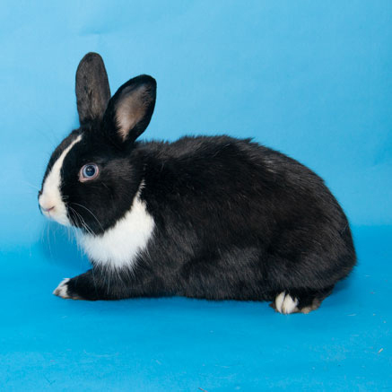 Enlarge Braeburn, a Adoptable mixed breed in Whittaker, MI image 3/5