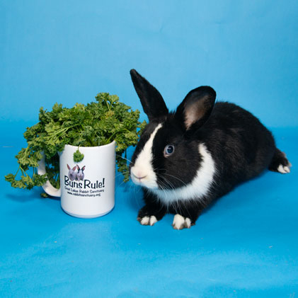 Enlarge Braeburn, a Adoptable mixed breed in Whittaker, MI image 4/5