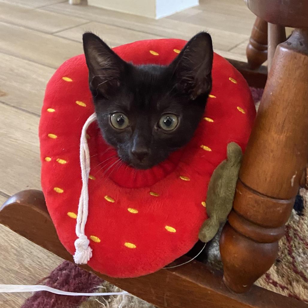 Sirius Black, Adoptable, Kitten Male Domestic Short Hair.