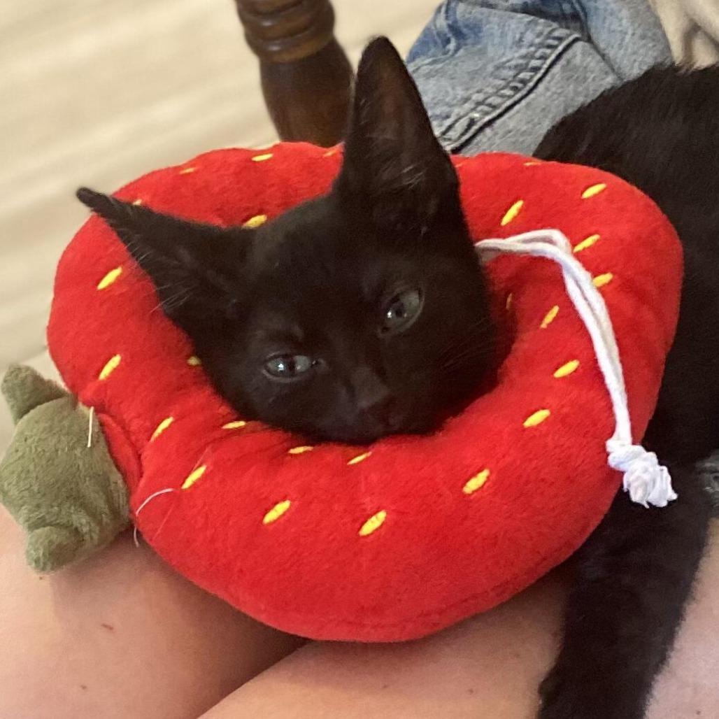 Sirius Black, a Adoptable Domestic Short Hair in Prosper, TX image 2/2