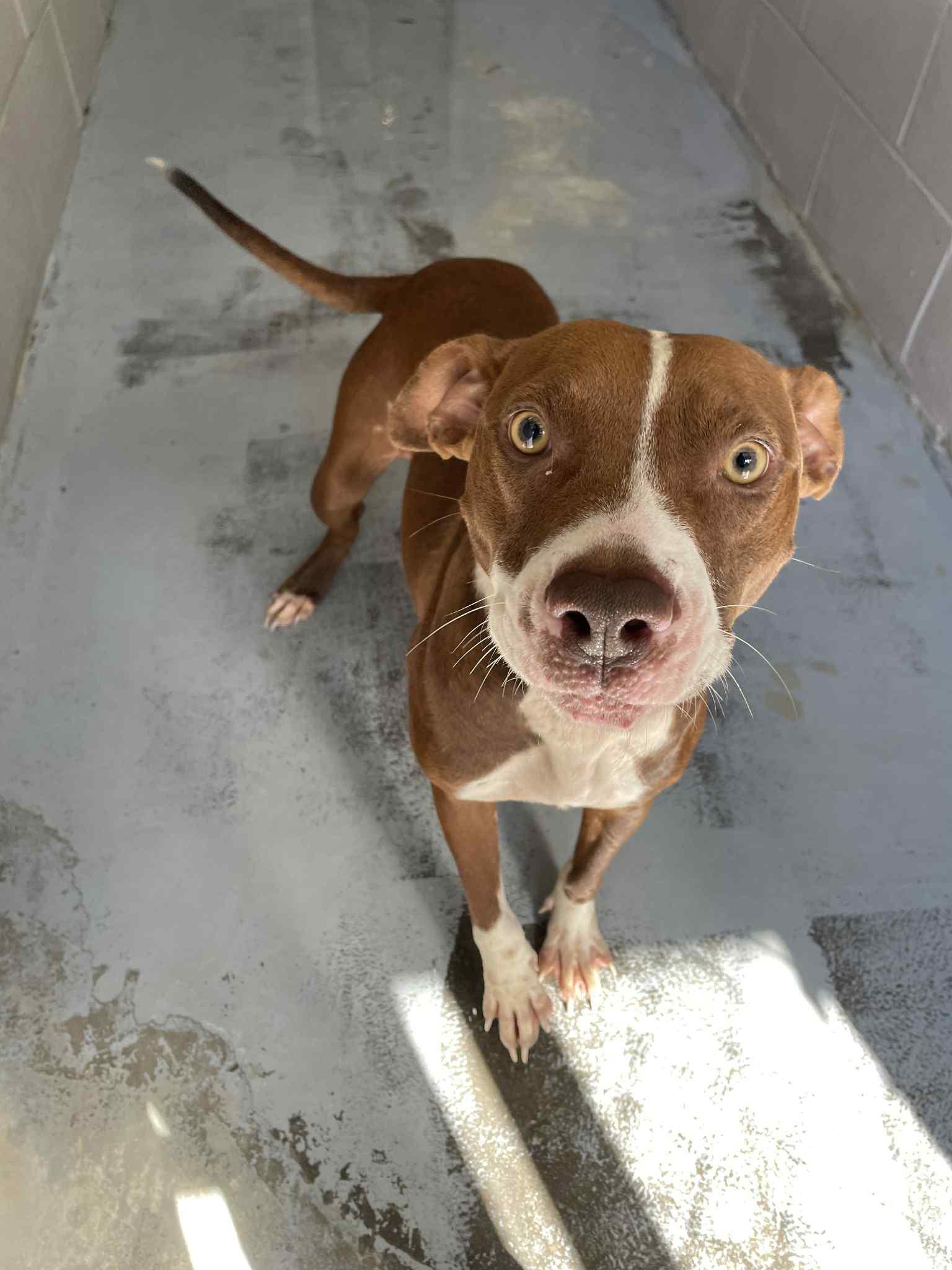 Peppa, Adoptable, Adult Female Pit Bull Terrier.