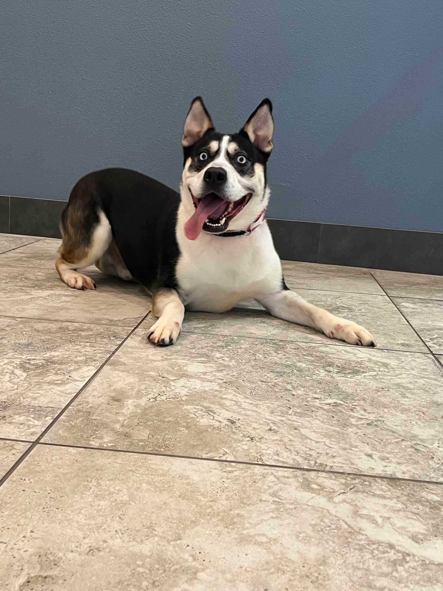 Enlarge Apocalypse, a Adoptable Shepherd in Old Westbury, NY image 2/5