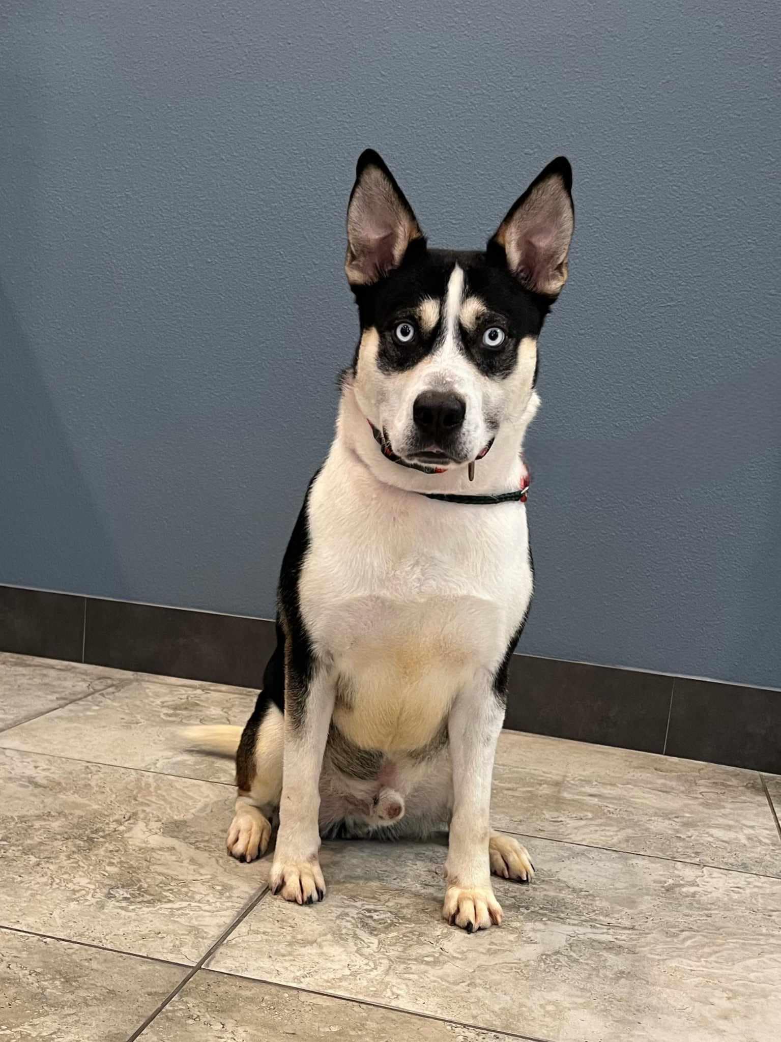 Enlarge Apocalypse, a Adoptable Shepherd in Old Westbury, NY image 3/5