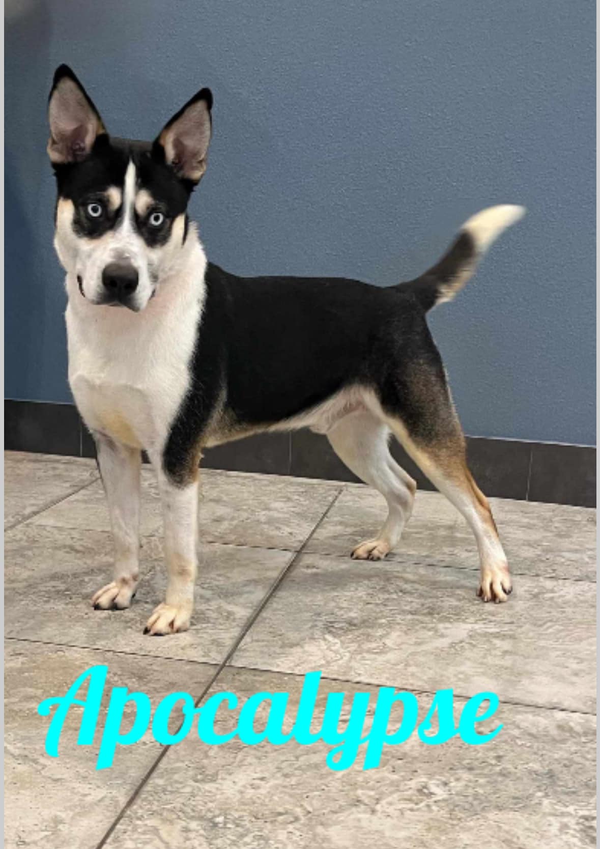 Enlarge Apocalypse, a Adoptable Shepherd in Old Westbury, NY image 1/5