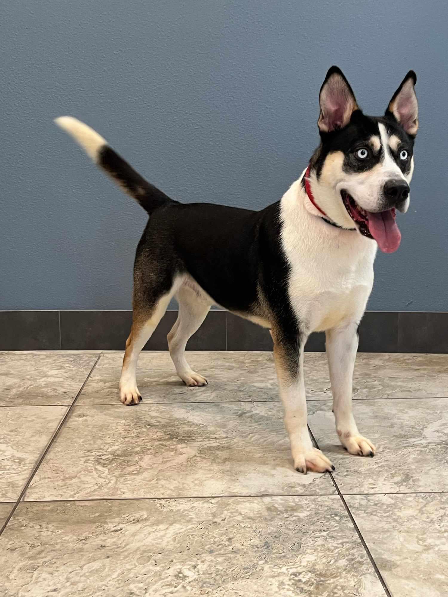Enlarge Apocalypse, a Adoptable Shepherd in Old Westbury, NY image 4/5