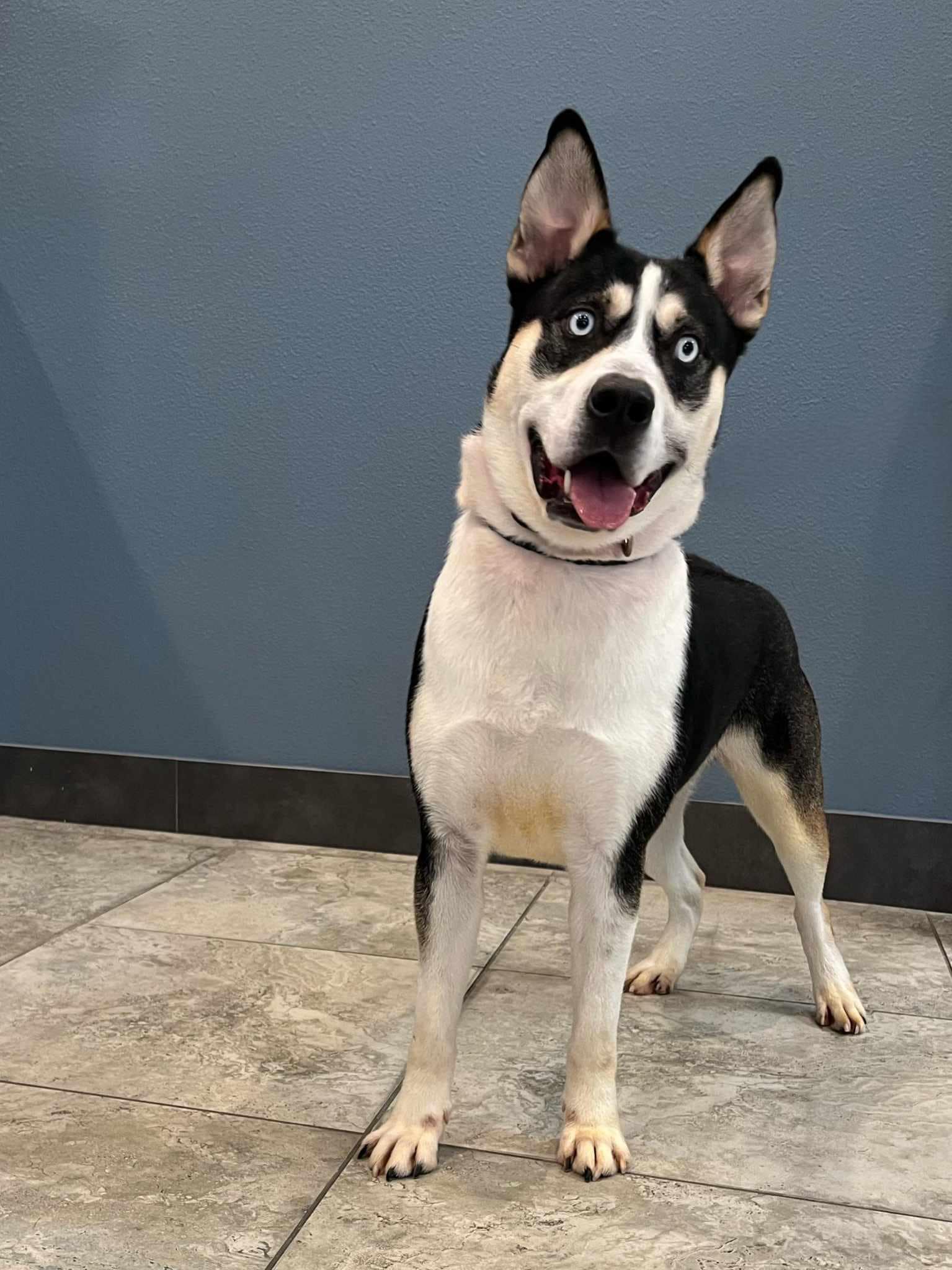 Enlarge Apocalypse, a Adoptable Shepherd in Old Westbury, NY image 5/5