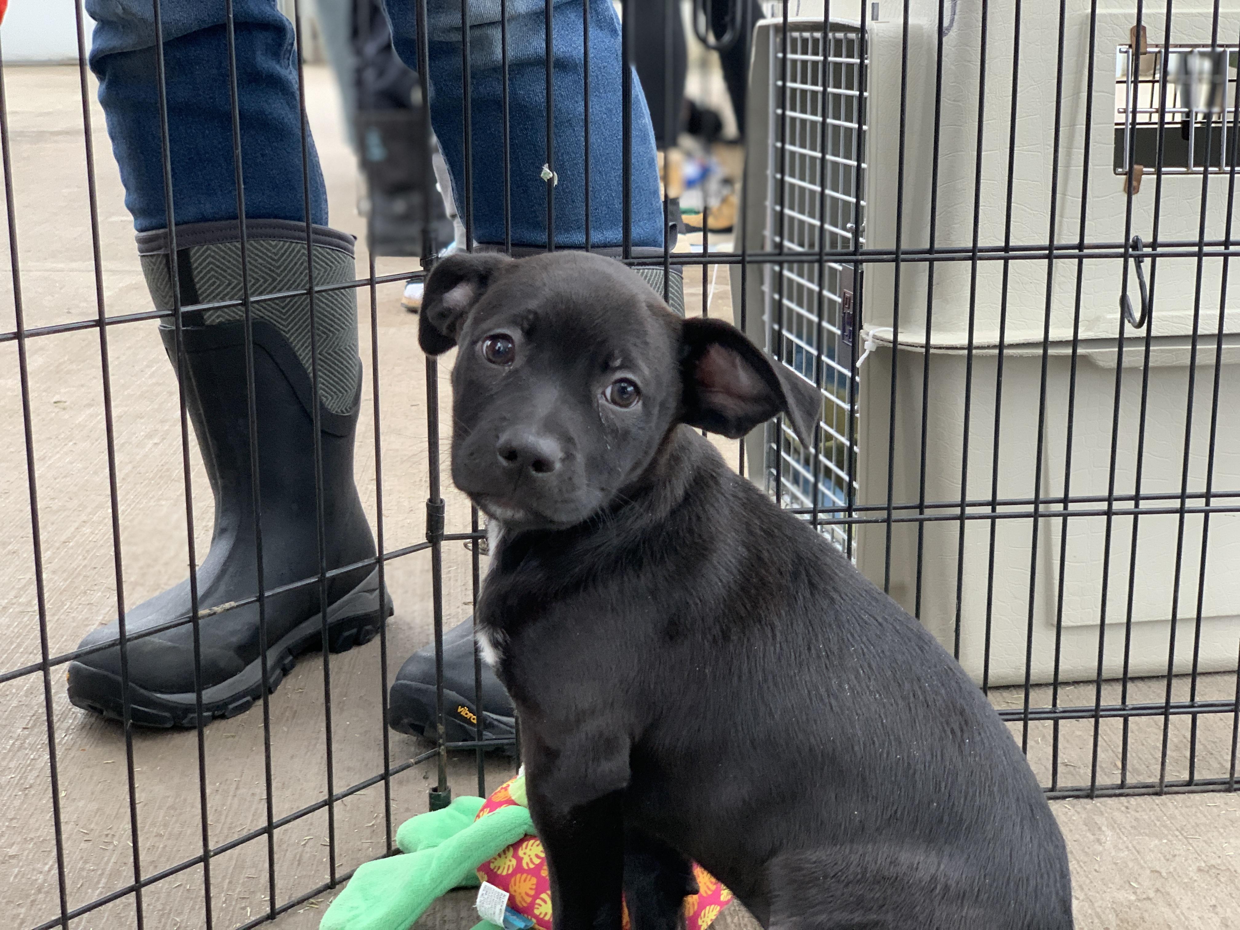 Enlarge Kirby, a ADOPTABLE mixed breed in Minneapolis, MN image 6/6