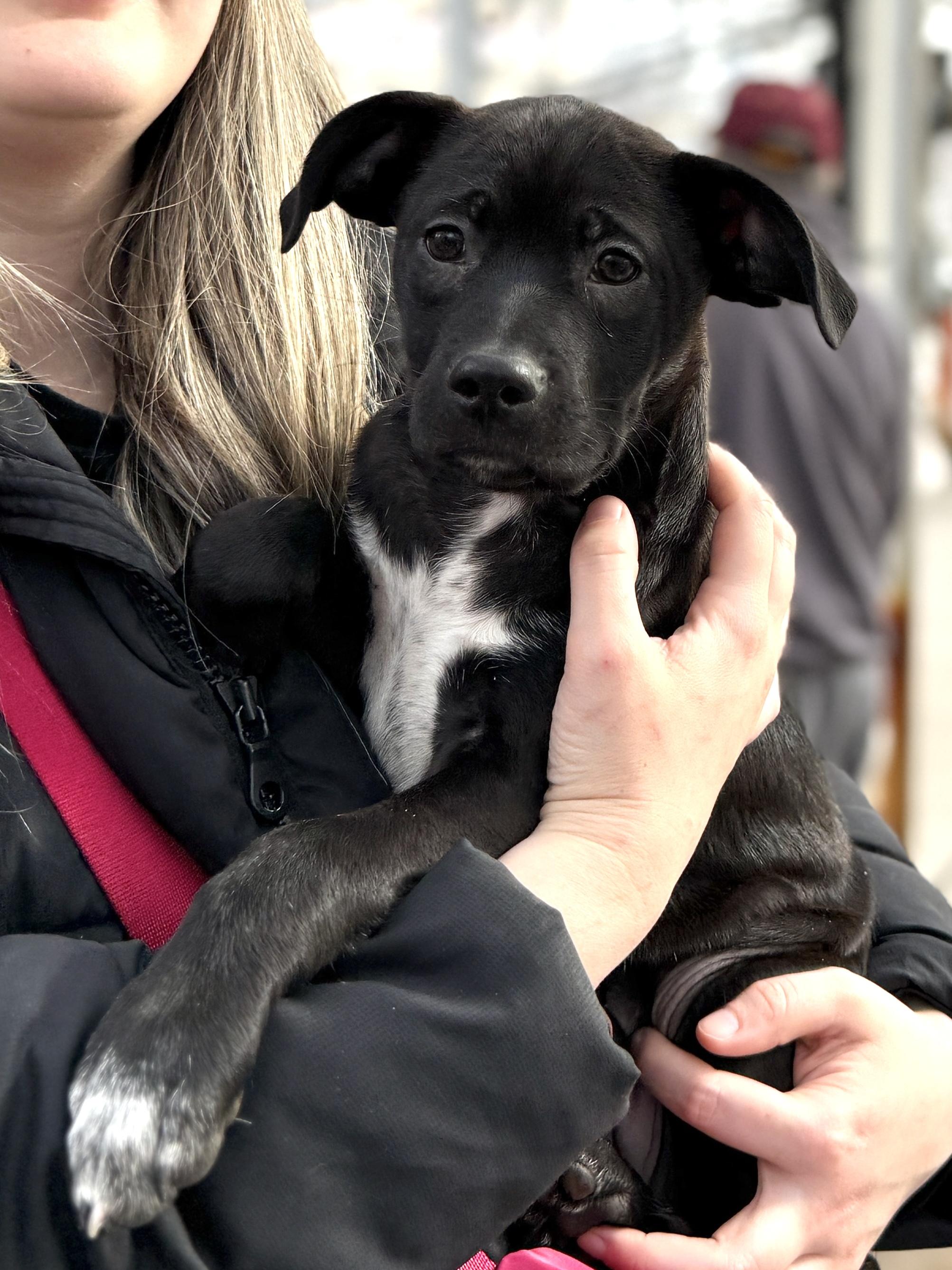 Enlarge Kirby, a ADOPTABLE mixed breed in Minneapolis, MN image 3/6