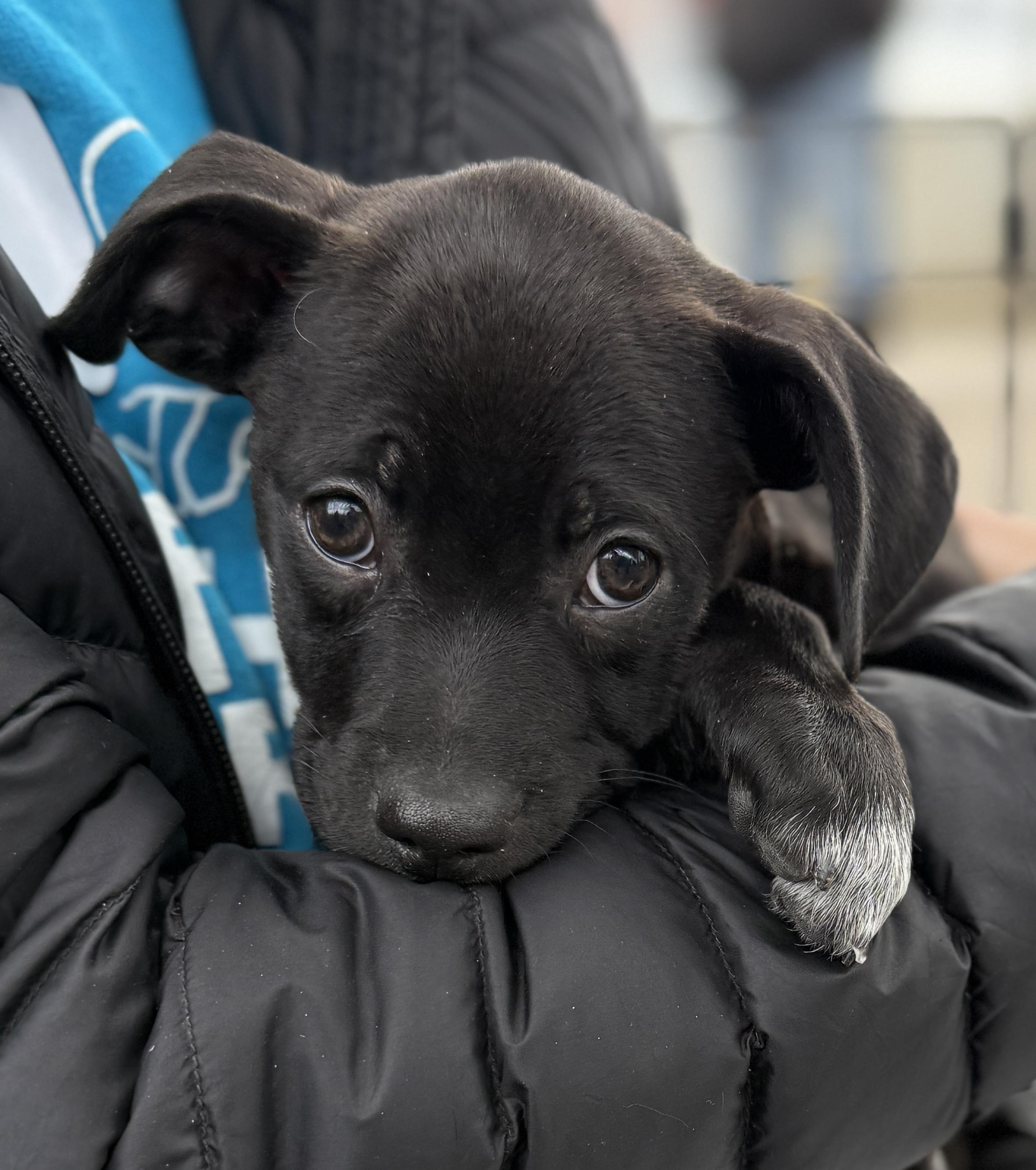 Enlarge Kirby, a ADOPTABLE mixed breed in Minneapolis, MN image 5/6