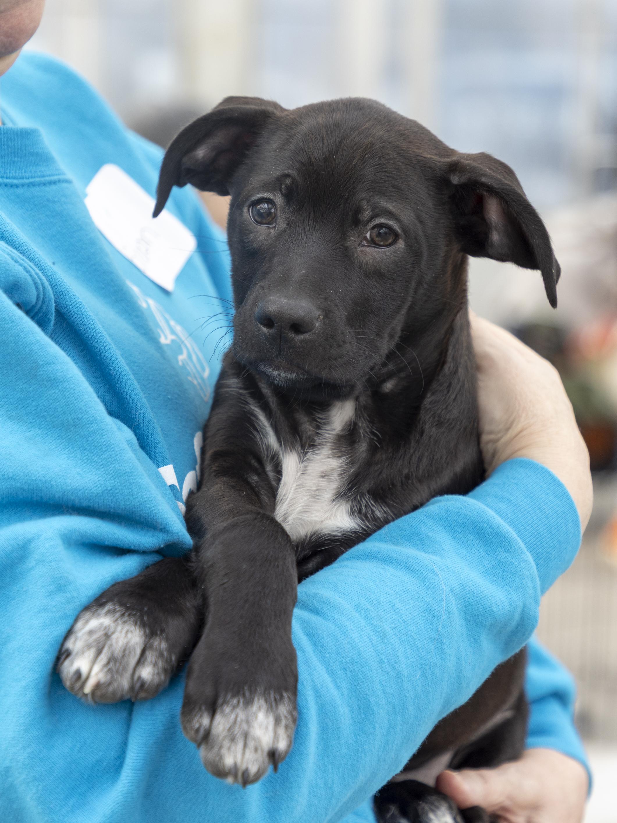 Enlarge Kirby, a ADOPTABLE mixed breed in Minneapolis, MN image 2/6