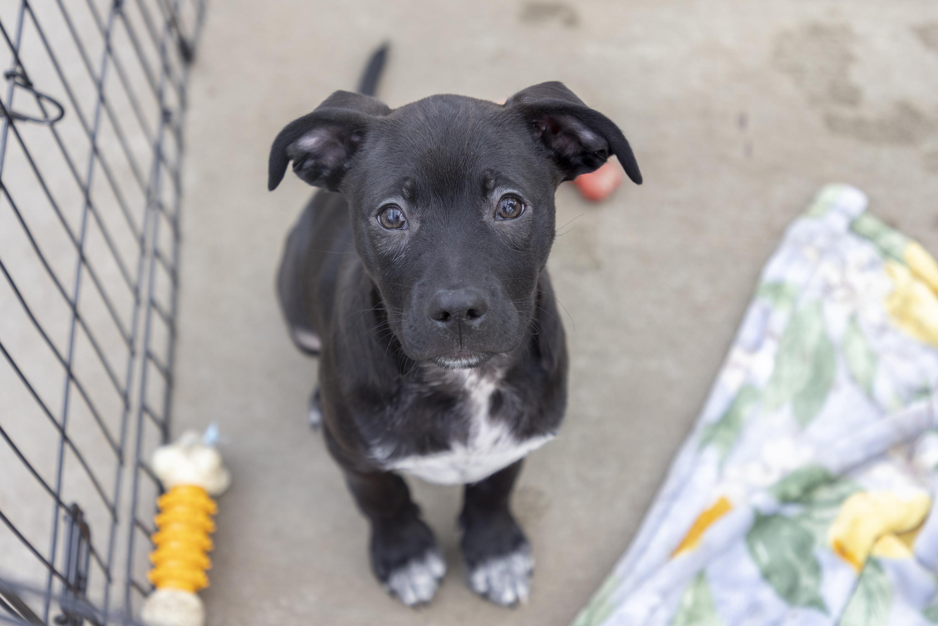 Kirby, ADOPTABLE, Puppy Male Spaniel & Mixed Breed.