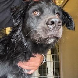 Jenkins, Adoptable, Adult Male Black Labrador Retriever.