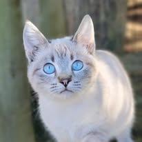 Leila, Adopted, Young Female Siamese.