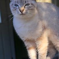 Enlarge Leila, a Adopted Siamese in Oakville, WA image 2/2