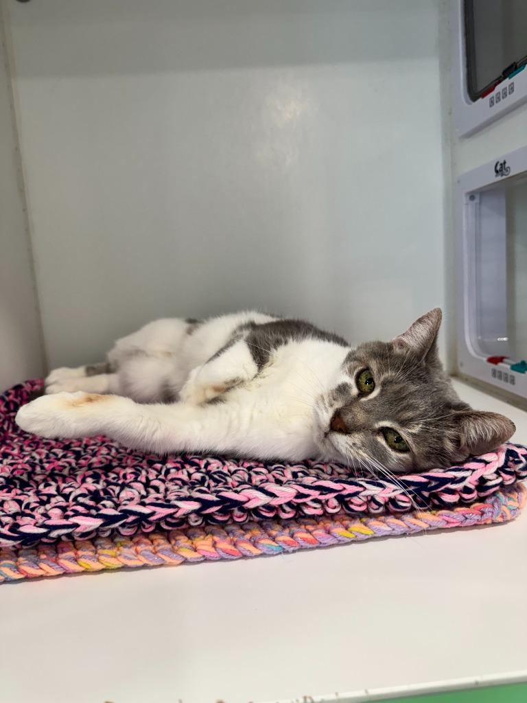 Kinsley, Adoptable, Young Female Domestic Short Hair.