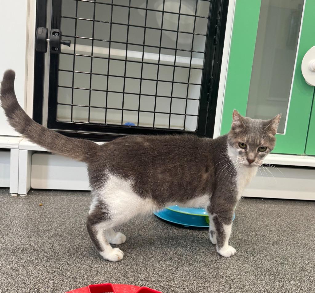 Enlarge Kinsley, a Adoptable mixed breed in Lunenburg, VT image 2/2